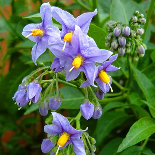Future Forests Climbers Solanum Crispum Glasnevin 5 Future Forests Climbers Solanum Crispum Glasnevin