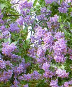 Future Forests Climbers Solanum Crispum Glasnevin 9 Future Forests Climbers Solanum Crispum Glasnevin
