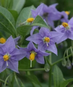 Future Forests Climbers Solanum Crispum Glasnevin