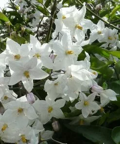 Future Forests Solanum Jasminoides (laxum) Album