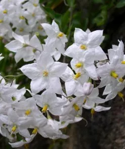 Future Forests Solanum Jasminoides (laxum) Album