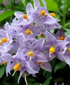Future Forests Climbers Solanum Jasminoides Blue