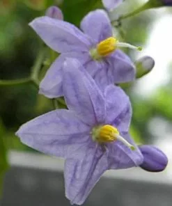 Future Forests Climbers Solanum Jasminoides Blue