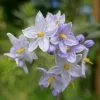 Future Forests Climbers Solanum Jasminoides Blue 1 Future Forests Climbers Solanum Jasminoides Blue