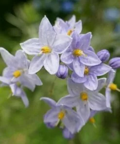 Future Forests Climbers Solanum Jasminoides Blue