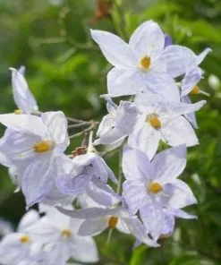 Future Forests Climbers Solanum Jasminoides Blue