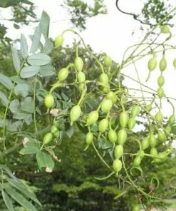 Future Forests Trees Sophora Japonica Princeton Upright