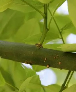 Future Forests Trees Sophora Japonica Princeton Upright 8 Future Forests Trees Sophora Japonica Princeton Upright