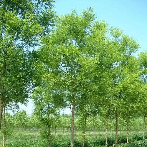 Future Forests Trees Sophora Japonica Princeton Upright 6 Future Forests Trees Sophora Japonica Princeton Upright