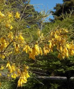 Future Forests Sophora Microphylla Sunking Trees