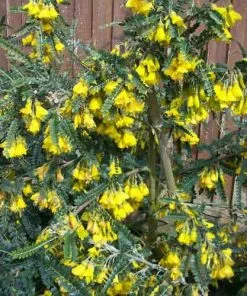 Future Forests Sophora Microphylla Sunking Trees 9 Future Forests Sophora Microphylla Sunking Trees