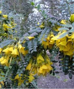 Future Forests Sophora Microphylla Sunking Trees 10 Future Forests Sophora Microphylla Sunking Trees