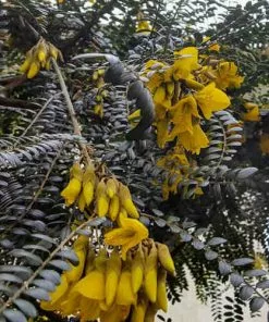 Future Forests Sophora Microphylla Sunking Trees 11 Future Forests Sophora Microphylla Sunking Trees