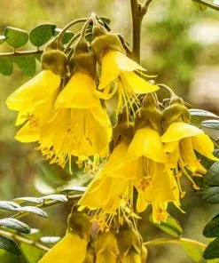 Future Forests Sophora Microphylla Sunking Trees