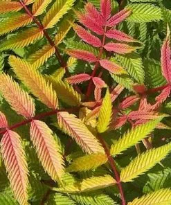 Future Forests Sorbaria Sorbifolia Sem Shrubs