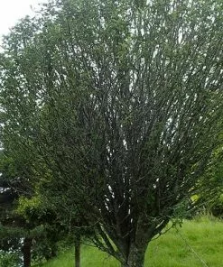 Future Forests Trees Sorbus X Thuringiaca Fastigiata