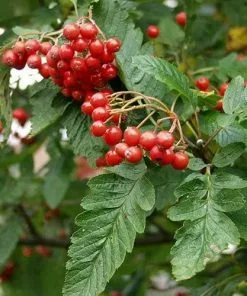 Future Forests Trees Sorbus X Thuringiaca Fastigiata