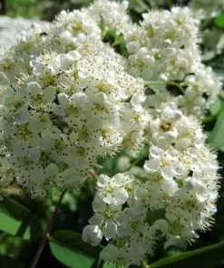 Future Forests Trees Sorbus X Thuringiaca Fastigiata