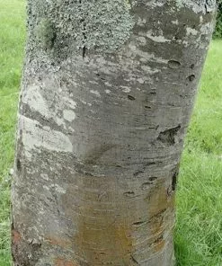 Future Forests Trees Sorbus X Thuringiaca Fastigiata