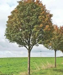 Future Forests Trees Sorbus X Thuringiaca Fastigiata