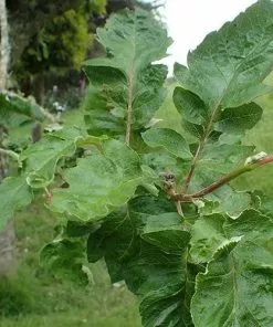 Future Forests Trees Sorbus X Thuringiaca Fastigiata