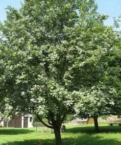 Future Forests Sorbus Aria - Whitebeam