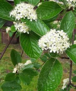 Future Forests Sorbus Aria - Whitebeam 10 Future Forests Sorbus Aria - Whitebeam