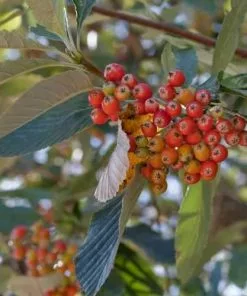 Future Forests Sorbus Aria - Whitebeam 11 Future Forests Sorbus Aria - Whitebeam