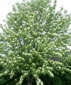 Future Forests Coastal Trees Sorbus Aria Lutescens - Whitebeam
