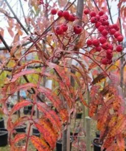 Future Forests Sorbus Chinese Lace