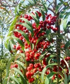 Future Forests Sorbus Chinese Lace