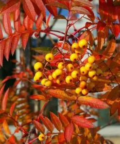 Future Forests Trees Sorbus Copper Kettle
