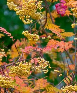 Future Forests Sorbus Joseph Rock Ornamental Trees