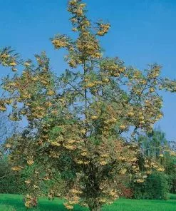 Future Forests Sorbus Joseph Rock Ornamental Trees