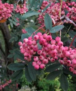 Future Forests Trees Sorbus Pseudohupehensis Pink Pagoda