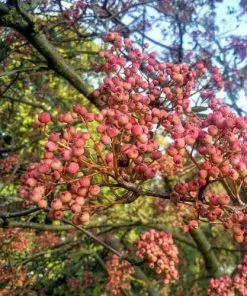 Future Forests Trees Sorbus Pseudohupehensis Pink Pagoda