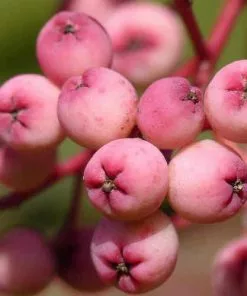 Future Forests Trees Sorbus Pseudohupehensis Pink Pagoda