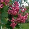 Future Forests Trees Sorbus Pseudohupehensis Pink Pagoda
