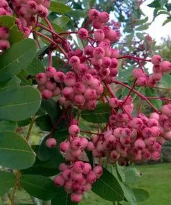 Future Forests Trees Sorbus Pseudohupehensis Pink Pagoda