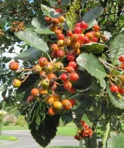 Future Forests Coastal Trees Sorbus Aria Lutescens - Whitebeam
