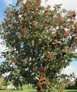 Future Forests Coastal Trees Sorbus Aria Lutescens - Whitebeam