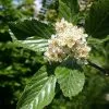 Future Forests Trees Sorbus Aria Majestica - Whitebeam 1 Future Forests Trees Sorbus Aria Majestica - Whitebeam
