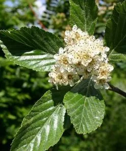 Future Forests Trees Sorbus Aria Majestica - Whitebeam