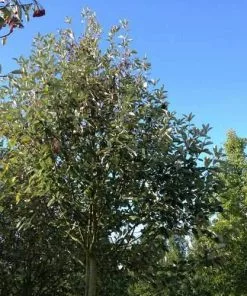 Future Forests Trees Sorbus Aria Majestica - Whitebeam