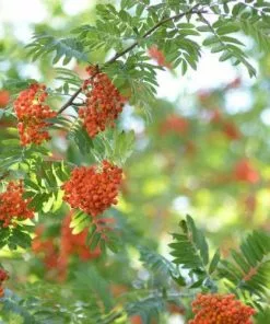 Future Forests Sorbus Aucuparia - Rowan