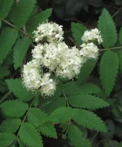 Future Forests Sorbus Aucuparia - Rowan