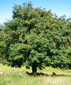 Future Forests Sorbus Aucuparia - Rowan