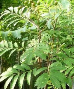 Future Forests Sorbus Aucuparia Asplenifolia Trees