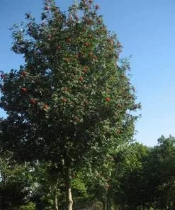 Future Forests Trees Sorbus Aucuparia Sheerwater Seedling