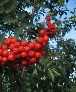 Future Forests Trees Sorbus Aucuparia Sheerwater Seedling